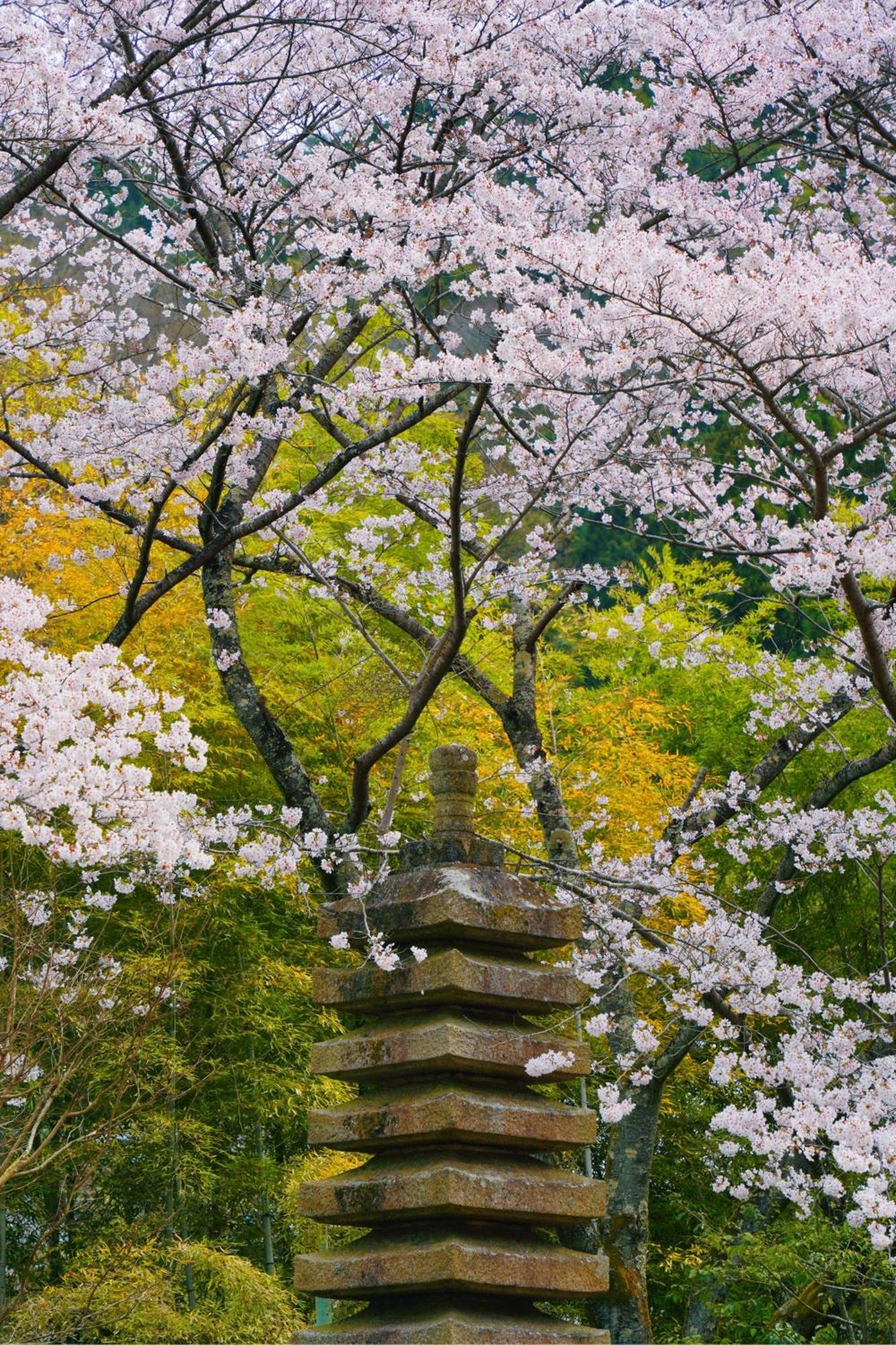 ホテル 桜泉会館 Izumi  エクステリア 写真